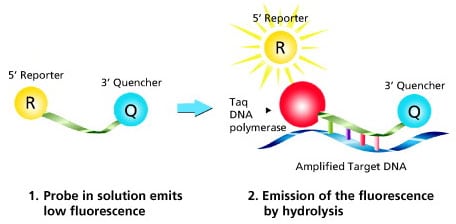 Mechanism of Dual-Labeled Probes.