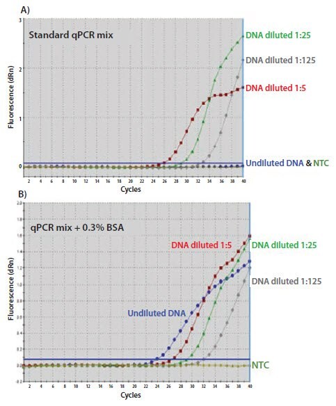 Undiluted template fails to amplify whereas dilutions show improved amplification efficiency