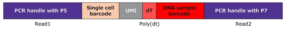 Full assembly of the MULTI-seq sample barcode library.