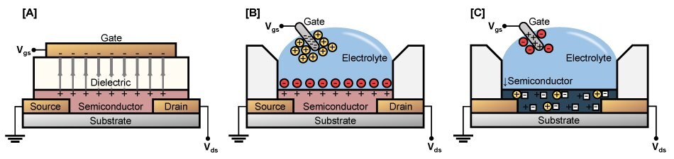 Detailed cross-sectional view of common OTFT architectures, an organic field effect transistor (OFET), gated by a solid dielectric, an electrolyte gated OFET (EGOFET), where ions accumulate at the semiconductor boundary, an organic electrochemical transistor (OECT), where ions are injected into the semiconductor.