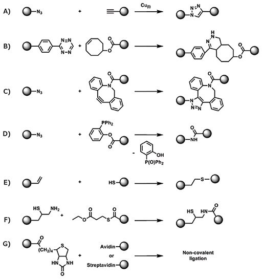 Conjugation of RAFT polymers