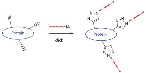 Polymers generated by RAFT