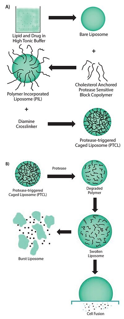 Scheme showing the multiple steps involved in the synthesis of uPA-sensitive