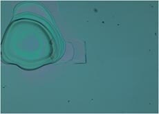 Untreated PDMS surface