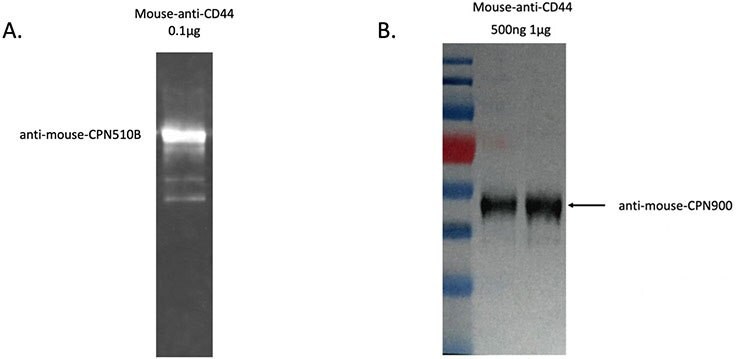 CPN western blot