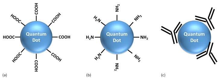 Three diagrams labeled (a), (b), and (c), each showing a spherical quantum dot with various molecular groups attached to its surface. Diagram (a) shows a quantum dot with four carboxyl groups (-COOH) attached. Diagram (b) depicts a quantum dot with four amine groups (-NH2) attached. Diagram © illustrates a quantum dot with multiple amine groups protruding from its surface, indicating a higher density of attachment compared to diagram (b). The image represents the functionalization of quantum dots, which is important in fields like nanotechnology and materials science for tailoring the properties of these nanoparticles for specific applications.