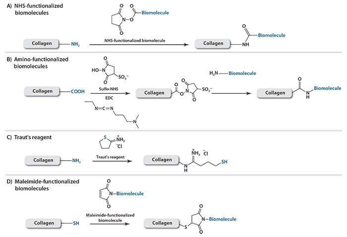 Conjugation methods to functionalize collagen