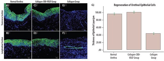 Immunofluorescence staining of the normal urethra