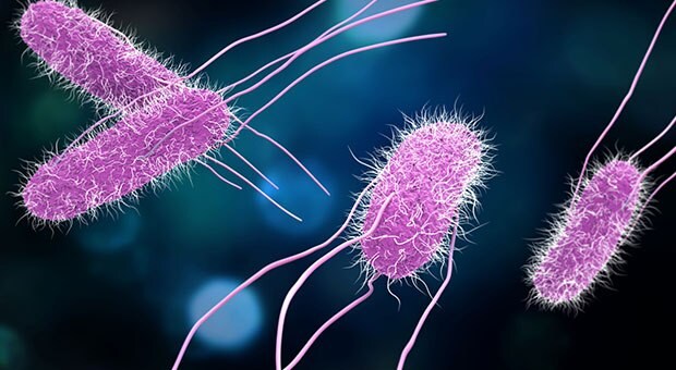 A colorful illustration of Salmonella bacteria, depicted in purple color with flagella, set against a blurred blue background.