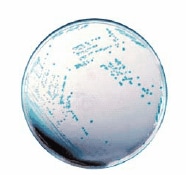 HiCrome™ Cronobacter spp. Agar, Modified (Sigma-Aldrich 14703)