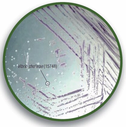 HiCrome Vibrio Agar