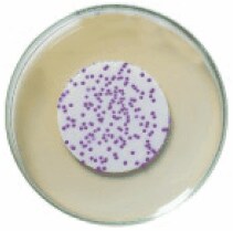 HiCrome™ M-TEC Agar for differentiation