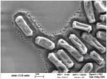  Scanning electron micrograph of C. perfringens grown on a silicon wafer (source: S. Melville, Department of Biological Sciences, Virginia Tech University)