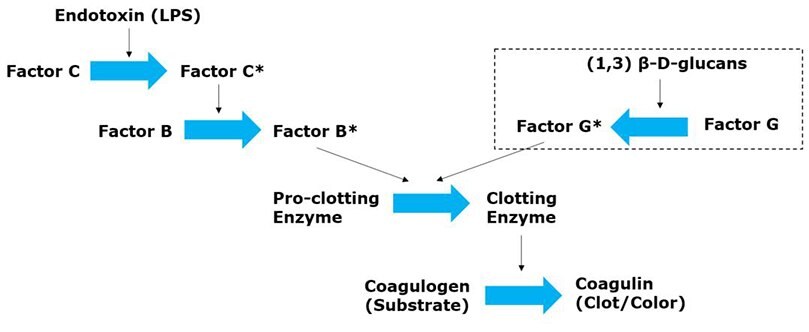 Diagram of LAL assay test principle. 