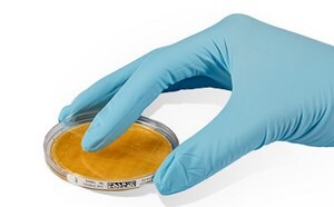 A gloved hand gently touches a Petri dish containing a yellow culture medium, set against a white background.