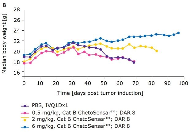 Chart demonstrating that body weight of mice treated with ChetoSensar™-ADC DAR 8 shows good tolerability in-vivo.