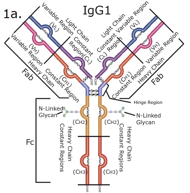 The structural diagram of SILu™Lite SigmaMAb Universal Antibody Standard human, highlighting its key regions and components. The antibody has a characteristic "Y" shape and is divided into distinct functional parts. The upper arms of the "Y" structure represent the Fab (fragment antigen-binding) regions. Each Fab contains a light chain and a heavy chain, with both having variable (VL and VH) and constant (CL and CH1) regions. The stem of the "Y" represents the Fc (fragment crystallizable) region, composed of constant domains of the heavy chains (CH2 and CH3). Located at the junction of the Fab and Fc regions, the hinge region provides flexibility to the antibody, allowing better antigen binding. N-Linked Glycans are shown attached to the CH2 domains in the Fc region. The glycan structures are depicted as branched molecules. Disulfide Bonds are depicted as "S-S" bridges, connecting the heavy and light chains as well as the two heavy chains.