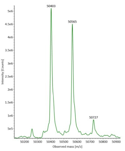 Deconvoluted mass spectra of the heavy chain from fully reduced SigmaMAb reference reveal three distinct peaks observed at mass values of 50403, 50565, and 50727 respectively, from left to right.