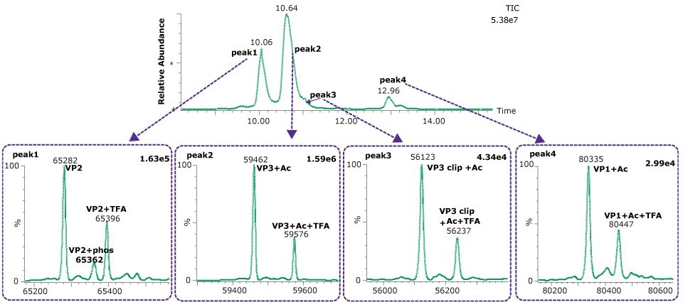 Deconvoluted spectra of each of the four dominant peaks observed during the intact capsid protein analysis of AAV5 on the BIOshell™ A400 Protein C4 column resulted in the mass determinations as shown. Peak 1 at 10.06 min major mass traces are VP2 65282, VP2+phos 62362, and VP2+TFA 65396; Peak 2 at 10.64 min major mass traces are VP3+Ac 59462 and VP3+Ac+TFA 59576, Peak 3 at approx. 11 min major mass traces are VP3 clip+Ac 56123, VP3 clip+Ac+TFA 56237; Peak 4 at 12.96 min major mass traces areVP1+Ac 80335 and VP1+Ac+TFA 80447.