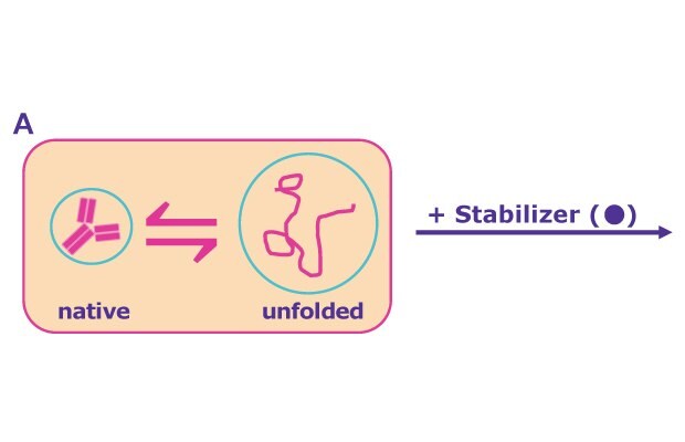 In solution, a dynamic equilibrium between the natively folded and (partially) unfolded protein state exists - the latter of which is susceptible to aggregation. Stabilizers can shift the equilibrium towards the natively folded state through preferential exclusion of the excipient from protein surface and hydration of the protein molecule or through preferential binding to the partially unfolded state of the protein, preventing aggregation and further degradation and later refolding.