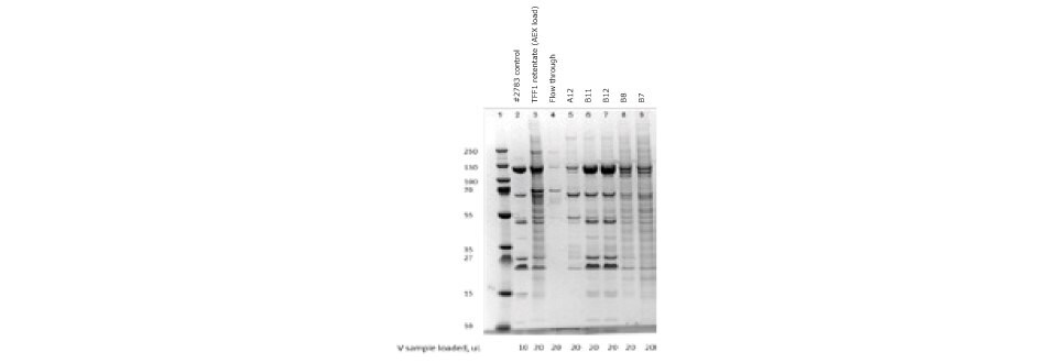 DS-PAGE of ChAdOx-2-RabG vaccine after anion exchange chromatography