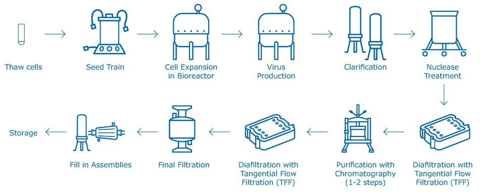 A generic attenuated viral vaccine manufacturing process, including cell culture (seed train and bioreactor production), purification (nuclease treatment, clarification, TFF, chromatography), final filtration and final fill steps.