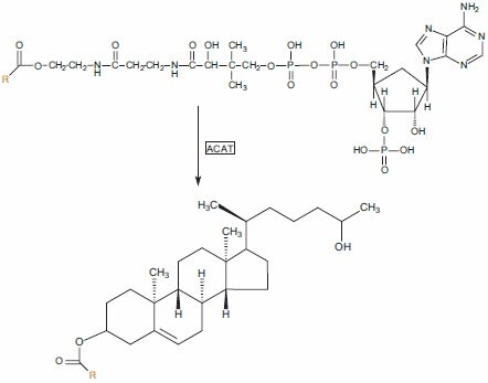 Acyl-coenzyme A:cholesterol acyltransferase 2 (ACAT2) is found in the liver and intestine, and utilizes acyl-CoA as the source of acyl chains.