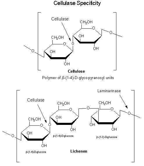 Cellulase Specificty