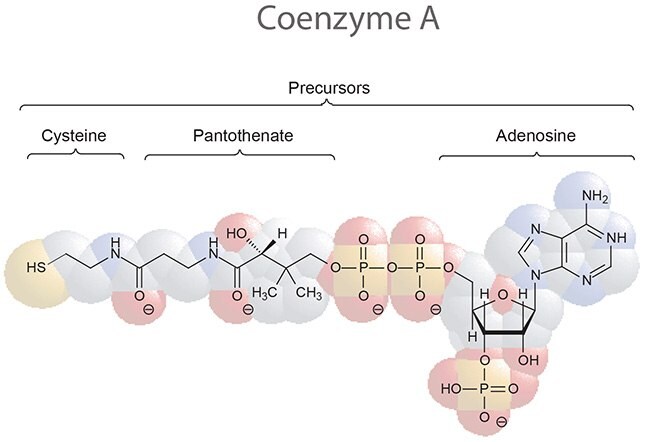 A diagram showing the molecular structure of Coenzyme A. The structure is composed of three precursors: cysteine, pantothenate, and adenosine. These precursors are represented by colored circles overlapping each other, with cysteine in yellow, pantothenate in pink, and adenosine in blue. The molecular bonds and atoms are depicted within these circles with standard chemical notation - lines for bonds and letters for elements (H for hydrogen, O for oxygen, N for nitrogen, P for phosphorus). The central part of the molecule where pantothenate overlaps with adenosine is highlighted to show the connection between these components.