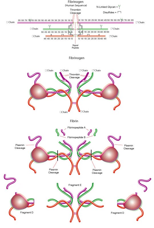 Fibrinogen/Fibrin