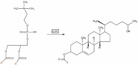 Lecithin:Cholesterol acyltransferase (LCAT) is found in peripheral tissues and utilizes phosphatidylcholine as the source of acyl chains.