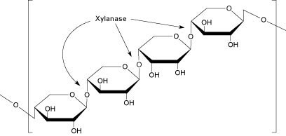 Xylan Hemicellulose image