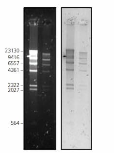 DNA marker (Lambda DNA Hind III digest) at 2 different concentrations, was separated on a 1% agarose gel, stained with Nancy-520 post-electrophoresis and imaged under 2 different conditions. Left: λex UV-Screen (300 nm)/λem 590 nm bandpass filter/CCD camera. Right: Laser-scanner Fuji FLA-3000/λex 532 nm/λem 580 nm cut-off filter.