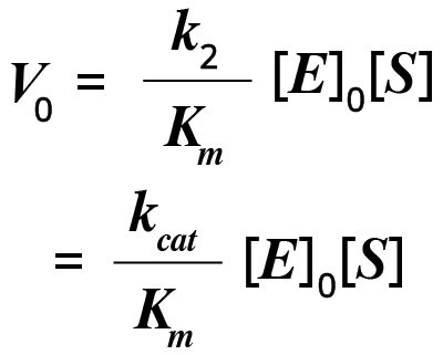 The equation to determine initial velocity (V0) of a reaction. V0 equals k subscript 2 divided by Km times the concentration of E subscript 0 times the concentration of S equals  k subscript cat divided by Km times the concentration of E subscript 0 times the concentration of S.