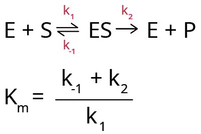 The equation to express the Michaelis-Menten model for enzyme kinetics. There are 2 equations with rate constants. The top equation shows E plus S double arrow with k subscript 1 at the top and k subscript-1 at the bottom going to ES then single arrow with k subscript 2 at the top going to E plus P. The bottom equation shows Km equals k subscript -1 plus k subscript 2 divided by k subscript 1.