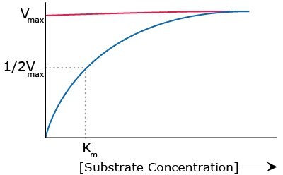 Graph showing the relationship between substrate concentration and maximum velocity of reaction (Vmax). The curve is nonlinear with upward sloping and the slope diminishes as substrate concentration increases. Vmax is at the top of the curve while Km is at half Vmax. 