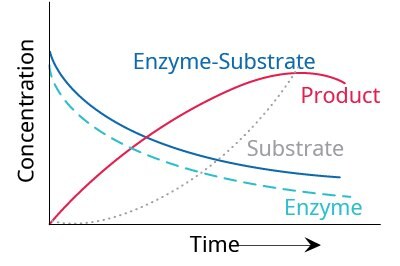 Graph showing the temporal dependence of relative concentrations of enzyme reaction components. There are 4 nonlinear curves: Enzyme-Substrate, Product, Substrate, and Enzyme. Enzyme and Enzyme-Substrate curves start at a high concentration and curve down over time. Product starts at a low concentration and goes up over time then starts to go down (concave down).  Substrate curve starts at a low concentration and curves up over time. 