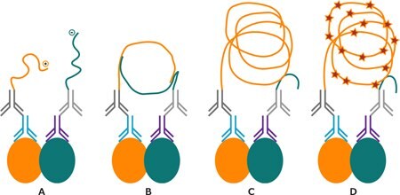 Schematic drawing of PLA reaction