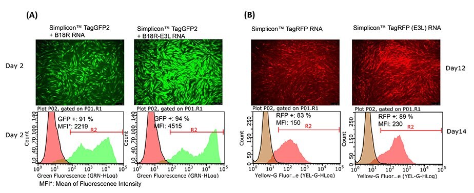 E3L increased Simplicon™ RNA expression levels