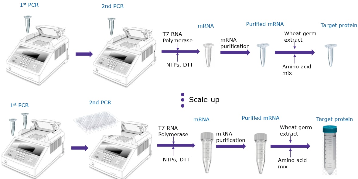 Easily scalable protein production using MilliporeSigma’s Next Generation Cell Free Protein Expression Kit (Wheat Germ)