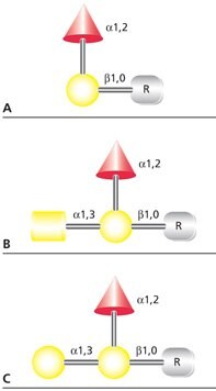 Structures of (A) blood group H(O), (B) blood group A, and (C) blood group B antigens