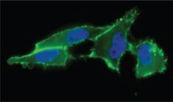 Cell surface sialic acid presentation