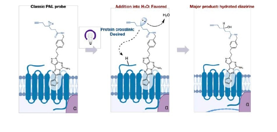 PAL probes react readily with water and can cause misidentification.