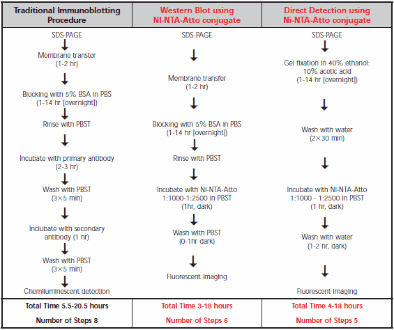 Comparison of procedures for the traditional Western immunoblot and Ni-NTA-Atto conjugates