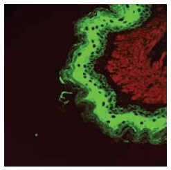 Confocal microscopic image