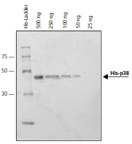 p38-MAPK protein