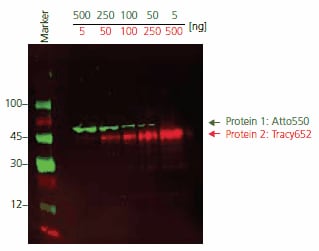 Immunoblot detection of Protein 1 and Protein 2 