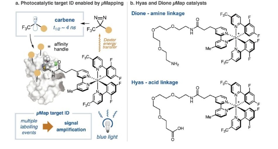 Hyas and Dione Kits react catalytically and more accurately than PAL probes.