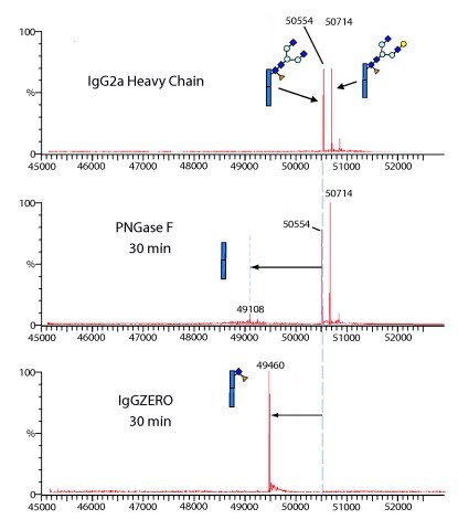 IgGZERO shows specific endoglycosidase activity