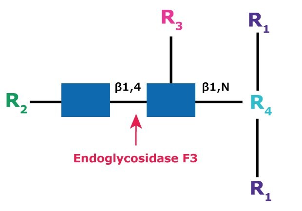 Diagram showing the cleavage site and structural requirements for Endoglycosidase F3 (Endo F3) with the N-linked diacetylchitobiose glycan core.